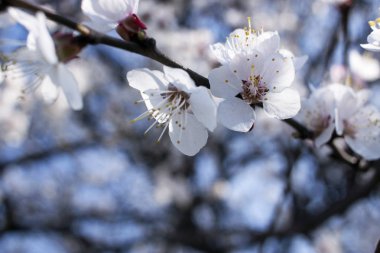 çiçekli meyve ağaçları