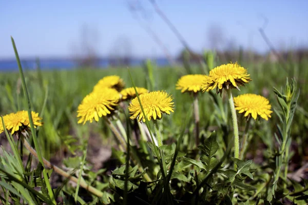 The first dandelions, flowers — Stock Photo, Image