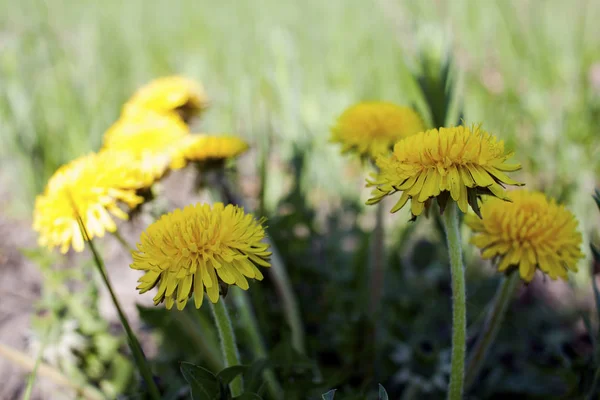 The first dandelions, flowers — Stock Photo, Image