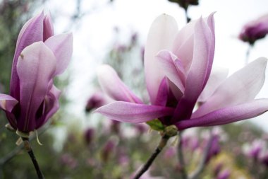 Manolya, yumuşak ve hoş kokulu Lale çiçek açması ağacı.