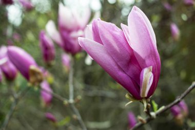 Manolya, yumuşak ve hoş kokulu Lale çiçek açması ağacı.