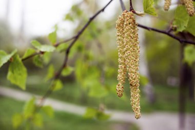 Bahar arka plan huş kedicikler dalı ile