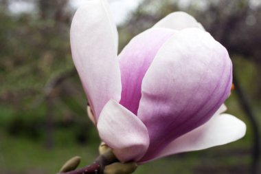 Manolya, yumuşak ve hoş kokulu Lale çiçek açması ağacı.