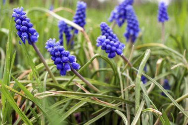 Glade ile çiçekli yeşil çim Muskari