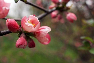 Japon kiraz çiçeklenme