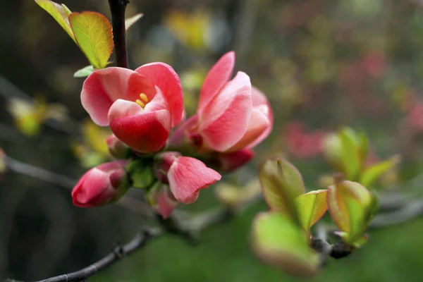 Blommande japanska körsbär — Stockfoto