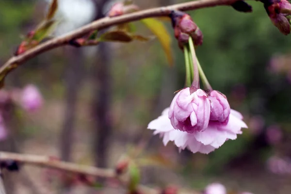 Schöner Zweig der Kirschblüte, Frühling — Stockfoto