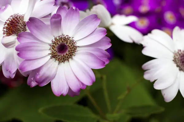 Floración Flores Decorativas Que Crecen Jardín —  Fotos de Stock