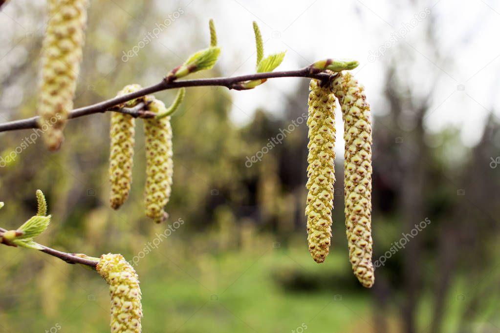 Spring background with branch of birch catkins