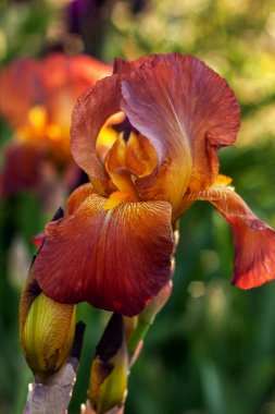 Güzel ve narin bir iris çiçeği açık havada çiçek tarhında yetişir.