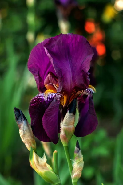 Uma Bela Delicada Flor Íris Cresce Canteiro Flores Livre — Fotografia de Stock