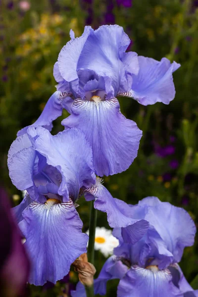 Une Belle Délicate Fleur Iris Pousse Dans Lit Fleurs Plein — Photo