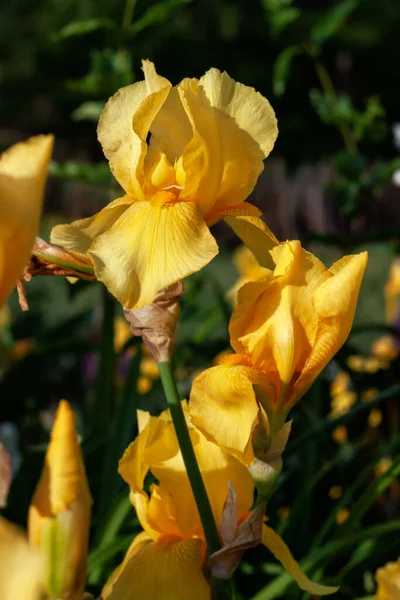 Красивый Нежный Цветок Радужной Оболочки Растет Открытом Клумбе — стоковое фото