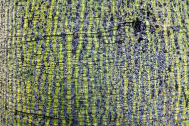 Ceiba speciosa also known as Silk Floss Tree, swollen tree trunk detail , Barcelona, Spain.