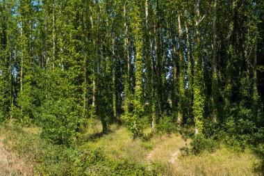 Sıcak yaz ışığı, bu sakin doğal ortamda yaprakların parlak yeşil yapraklarını güçlendirir. Bu yol bizi doğanın güzelliğini yeniden keşfetme kavramına götürüyor..