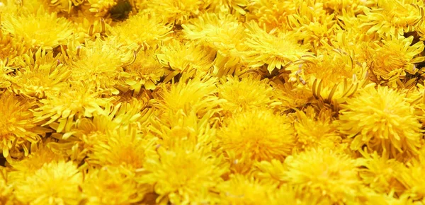 Yellow Dandelions Background Spring Pattern — Stock Photo, Image