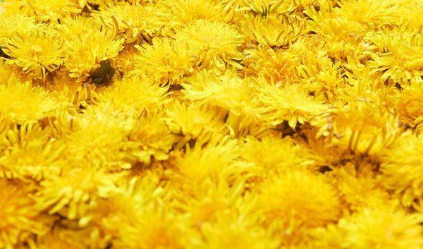 Yellow Dandelions Background Spring Pattern — Stock Photo, Image