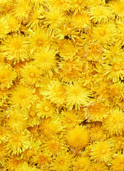Yellow Dandelions Background Spring Vertical Pattern — Stock Photo, Image