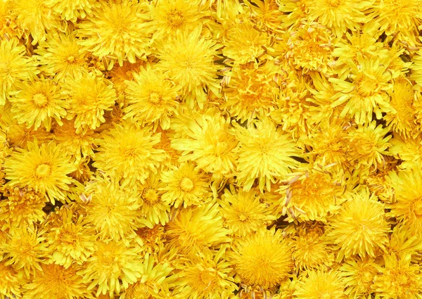 Fundo Dente Leão Amarelo Padrão Primavera — Fotografia de Stock