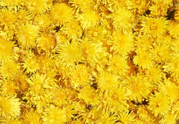 黄色のタンポポの背景 — ストック写真