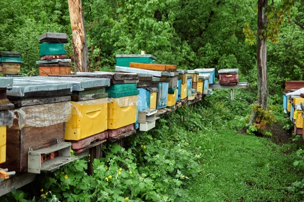 Wellness house for guests in the apiary, herbal medicine and strengthening the body