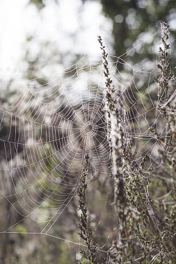 çiğ bir örümcek ağı Tarih 