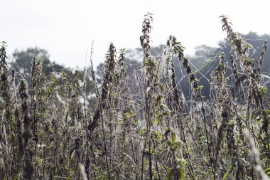 çiğ bir örümcek ağı Tarih 