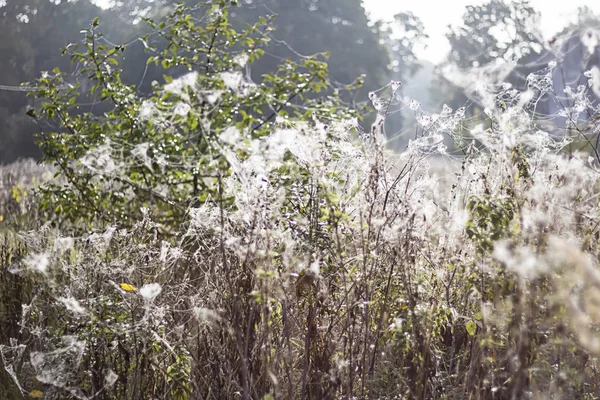 Morning Dew sur une toile d'araignée — Photo