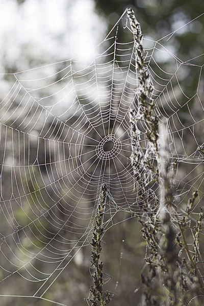 Ochtenddauw op een spinnenweb — Stockfoto