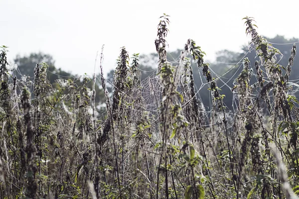 çiğ bir örümcek ağı Tarih 