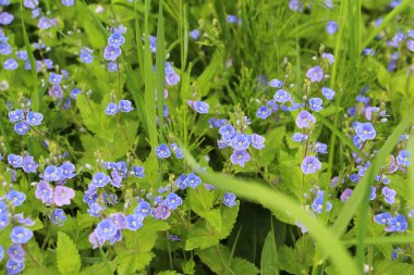 Güzel Veronica Chamadris - Baharda mavi çiçekler.