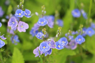 Güzel Veronica Chamadris - Baharda mavi çiçekler.
