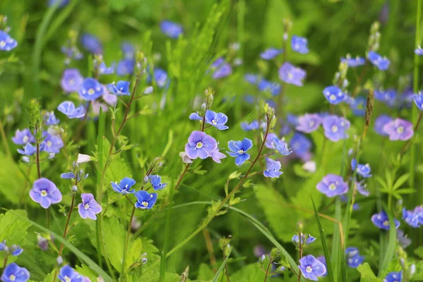 Piękne veronica chamadris - niebieskie kwiaty wiosną. — Zdjęcie stockowe