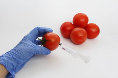 Gmo Uzmanı kırmızı domatese şırıngadan sıvı enjekte ediyor..