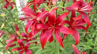 Kırmızı zambaklar yakın plan. Kırmızı zambaklar bahçede yetişir. Çiçekli zambak çiçeği Lilium bulbiferum. Rüzgâr çiçeklere eser, bitkiler hareket eder..