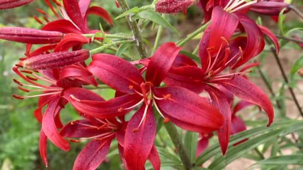 Κόκκινοι Κρίνοι Πλησιάζουν Κόκκινα Κρίνα Φυτρώνουν Στον Κήπο Ανθισμένο Λουλούδι — Αρχείο Βίντεο