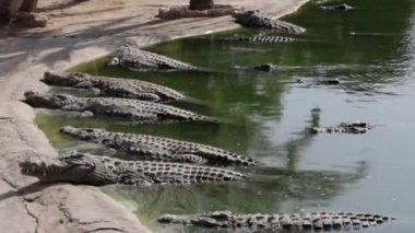 Birçok timsah güneşin tadını çıkarır. Gölde timsah var. Timsah çiftliği. Timsah yetiştiriciliği. Timsah keskin dişleri.