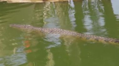 Bir timsah suyun yüzeyinde yüzer, sonra da suya batar. Timsah çiftliği. Timsahların yetiştirilmesi.