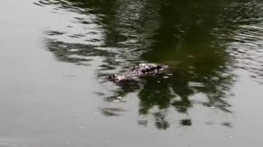 Bir timsah suyun yüzeyinde yüzer, sonra da suya batar. Timsah çiftliği. Timsahların yetiştirilmesi.