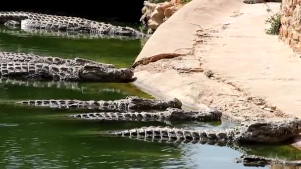 Many Crocodiles Bask Sun Crocodile Pond Crocodile Farm Cultivation Crocodiles — Stock Video
