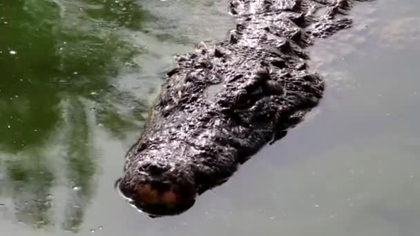 Один Крокодил Плавает Поверхности Воды Затем Показывает Свою Мощную Челюсть — стоковое видео