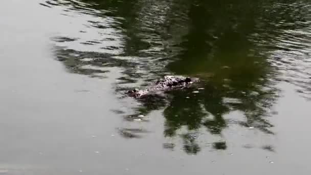 One Crocodile Swim Surface Water Immerses Water Crocodile Farm Cultivation — Stock Video