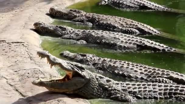Le crocodile bâille, ouvre la bouche, montre ses dents acérées. Un crocodile montrant des dents. Mâchoires ouvertes crocodile. Ferme de crocodiles. Culture de crocodiles. Des dents tranchantes en crocodile. Gros plan .