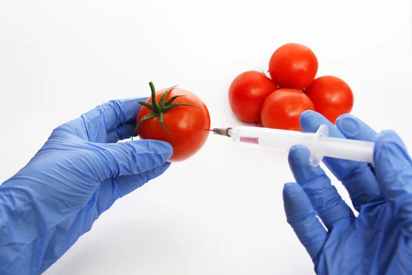 Gmo Specialist injicerar vätska från en spruta i en röd tomat. — Stockfoto