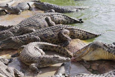 Timsahları timsah çiftliğinde beslemek. Gölde timsahlar.