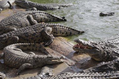 Timsahları timsah çiftliğinde beslemek. Gölde timsahlar.