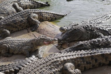 Timsahları timsah çiftliğinde beslemek. Gölde timsahlar.