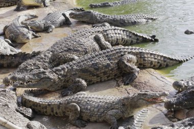Timsahları timsah çiftliğinde beslemek. Gölde timsahlar.