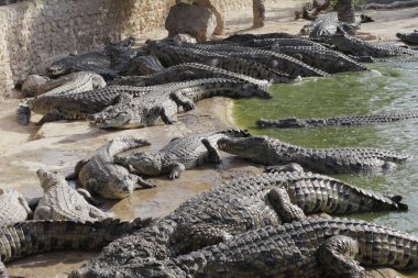 Timsahlar beslenmek için toplandı, yiyecek bekliyorlar..