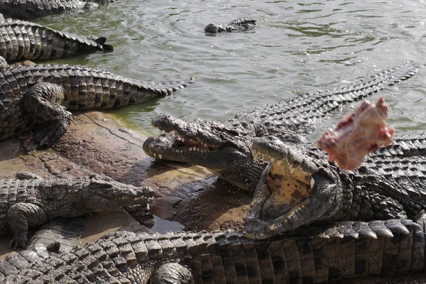Alimentar crocodilos numa quinta de crocodilos. Crocodilos na lagoa . — Fotografia de Stock